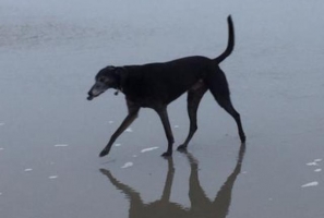 Beau