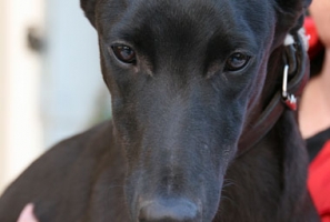 Ben