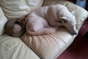 Bessie