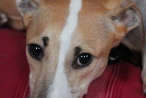 Bonnie