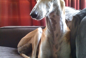 Gina