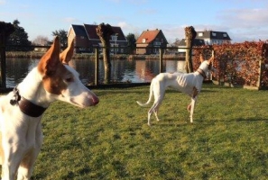 Henk en Danne