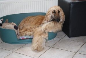 Joep