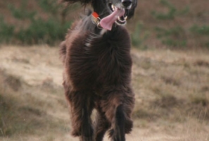 Marek