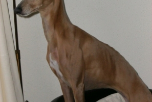 Odette