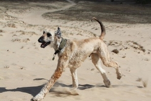 Raja