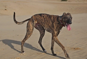 Rosco