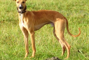 Vito